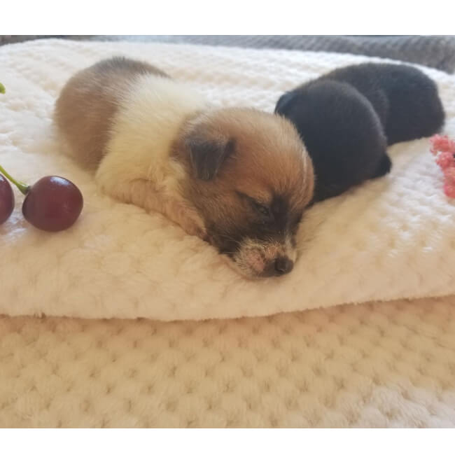 Soft Cotton Flannel Fleece Throw Blanket for Cozy Home Comfort