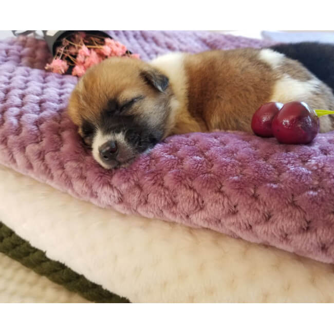 Soft Cotton Flannel Fleece Throw Blanket for Cozy Home Comfort